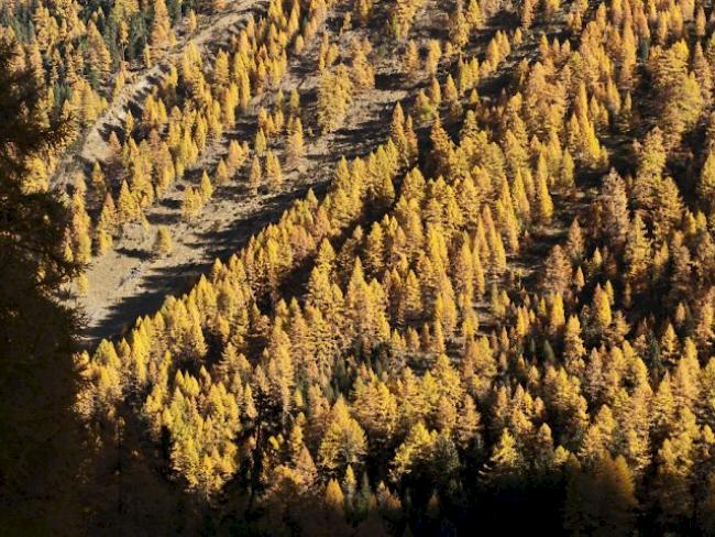 Herbstwald im Wallis (Symbolbild)