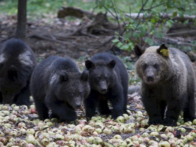 Bären-Jungen in einem Park in Russland (Symbolbild)